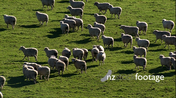 Sheep Flock in Grass Paddock 1 Aerial 4176